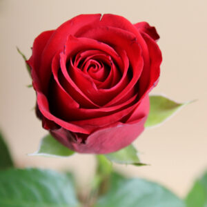 rose rouge