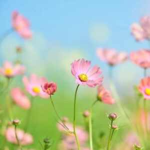 champs de marguerite
