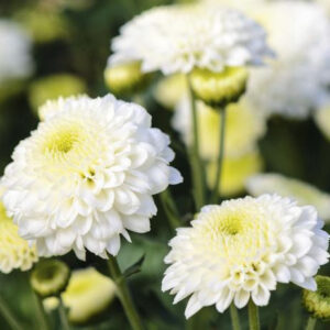 des fleurs blanches