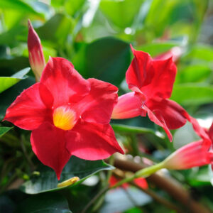 fleurs rouge