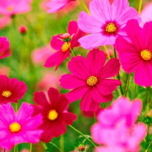des marguerites