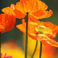 Photo de Martine CLAUDEL