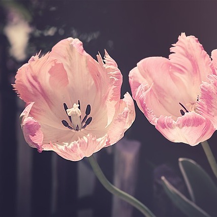 Photo de Lucette JEANTOY