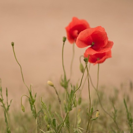 Photo de Christiane SASSUS