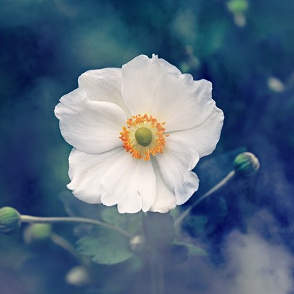 Photo de Marie Madeleine Marcelle FOURTINA