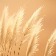 Photo de Pierre Barthélémy TOULET