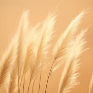 Photo de Raoul PICAS