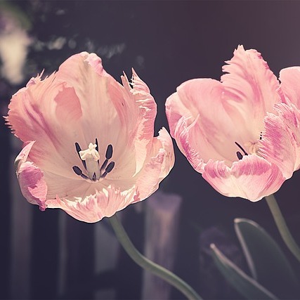 Photo de Muriel Anne PARRABERE