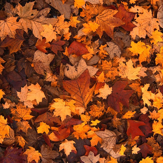 Photo de Pierre Jacques CASSOU