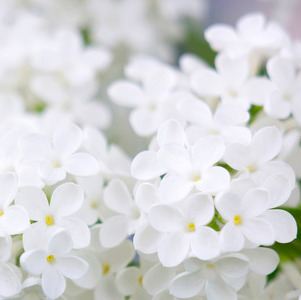 Photo d’Yvette BRUGERON