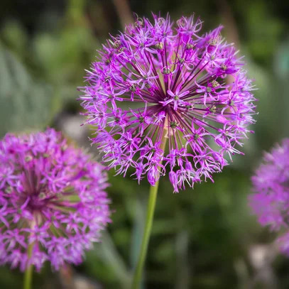 Photo d’Alice MINVIELLE-LARROUSSE