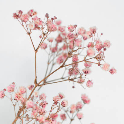 Photo de Jeanne Marie Colette BIE