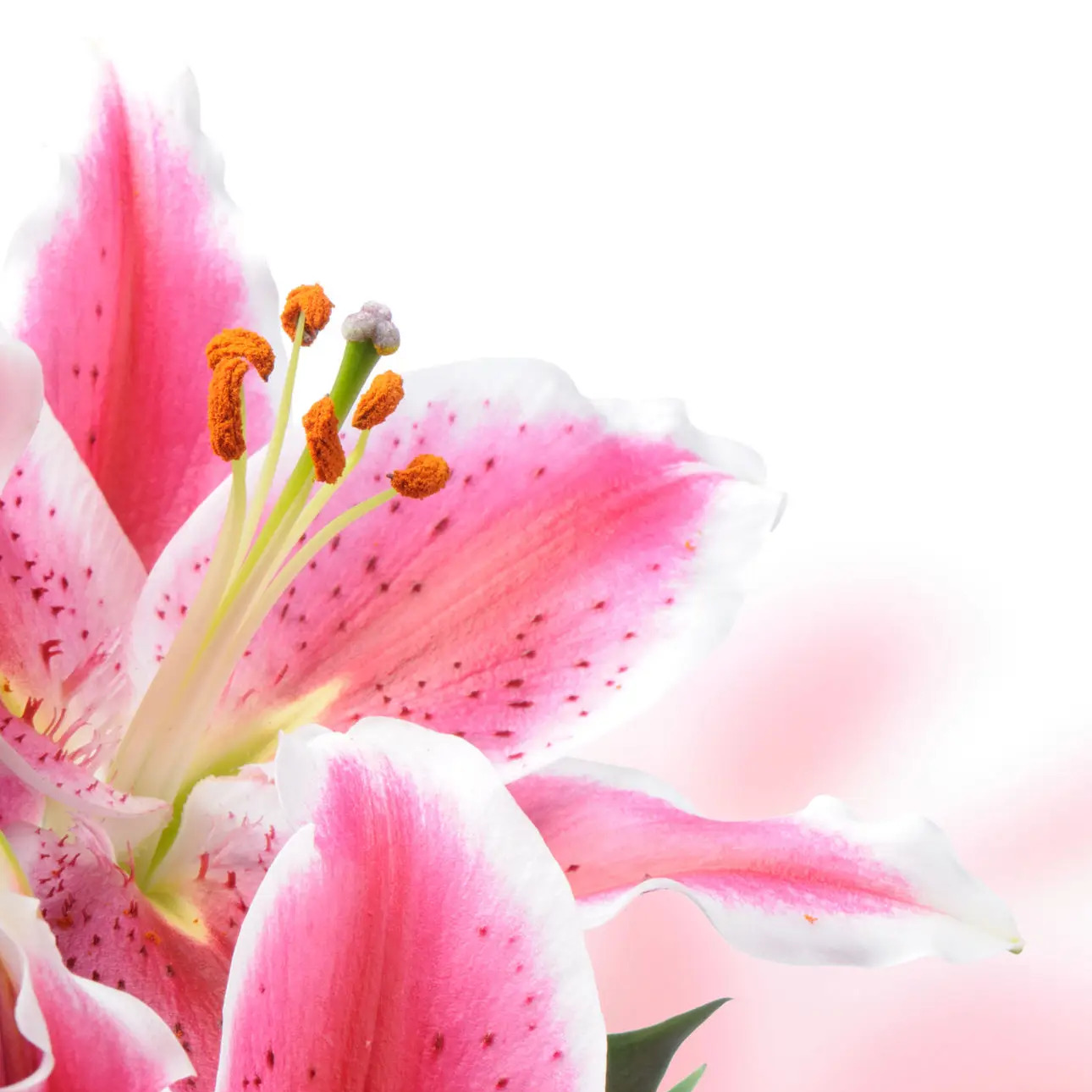 Photo de Marie Suzanne "Suzy" BAUER