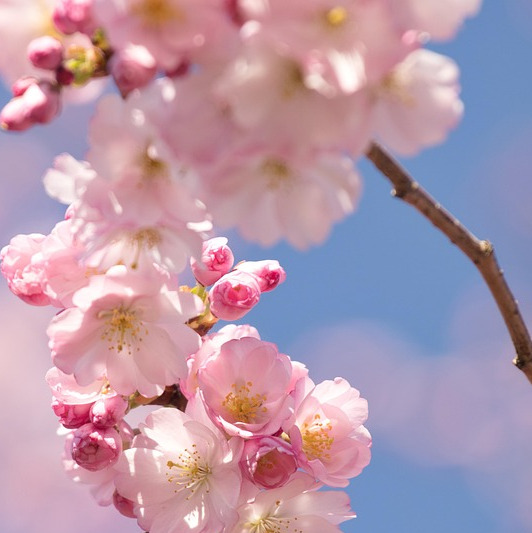 Photo de Jeannine Fernande CAPDESSUS