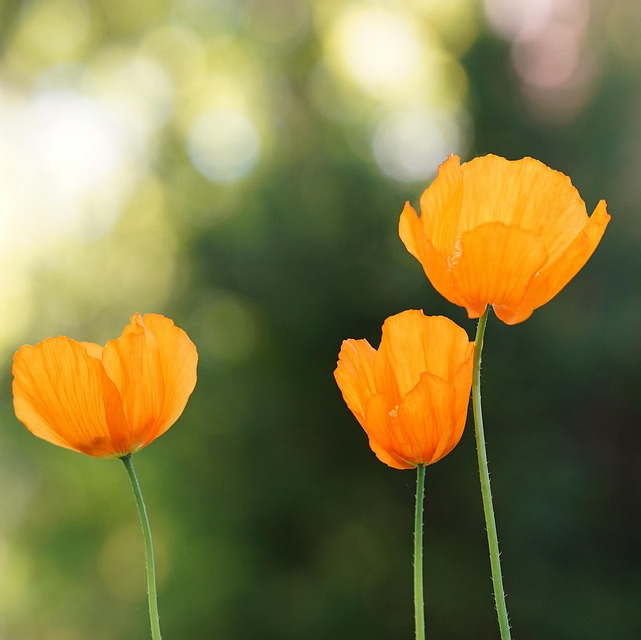 Photo de Marie Louise LABOURDETTE