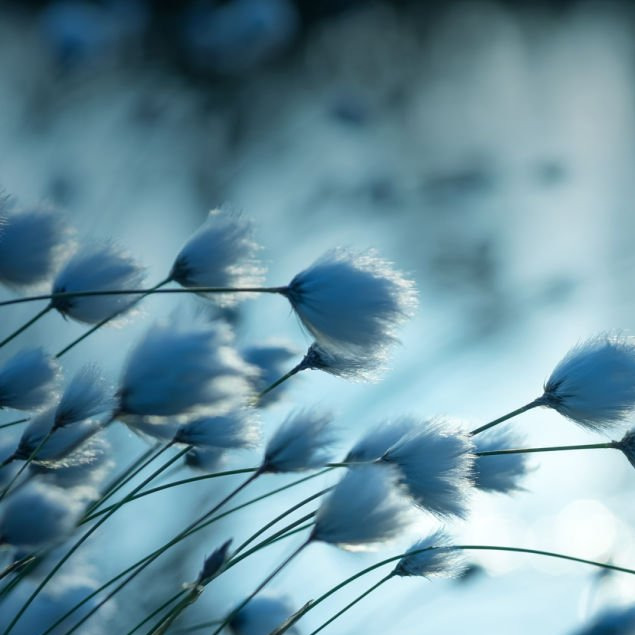 Photo de Denise Louisa ARAGNOUET