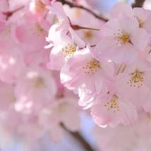 Photo d’Anna Juliette MILHÉ