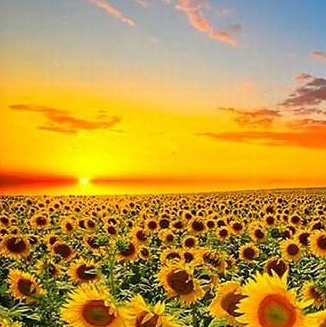 Photo de Robert HARSANS-CASTELNAU