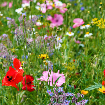 Photo d’Anita GREGORIS