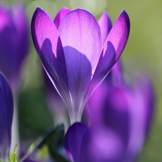 Photo de Lucienne COMPAIN