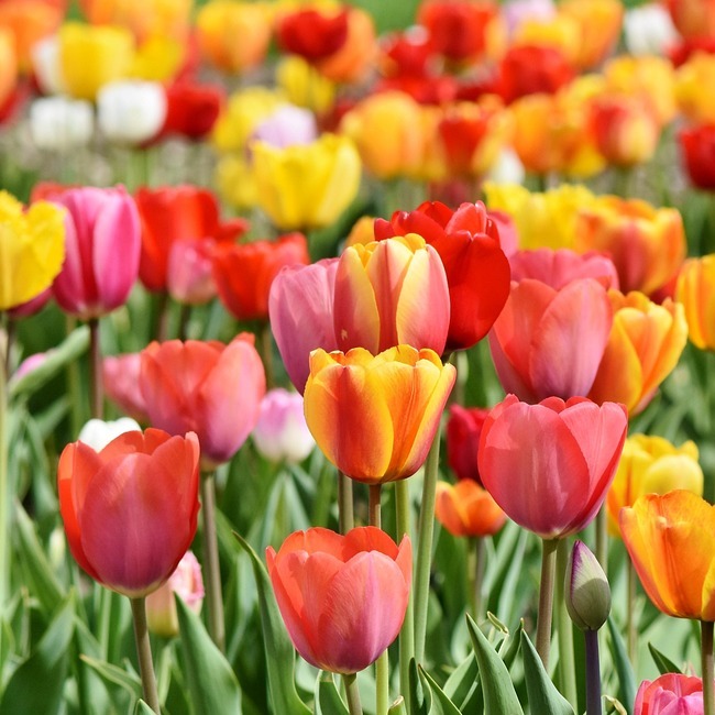 Photo de Raymonde COSTA