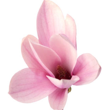 Photo de Marie-Ginette JAMBOUÉ