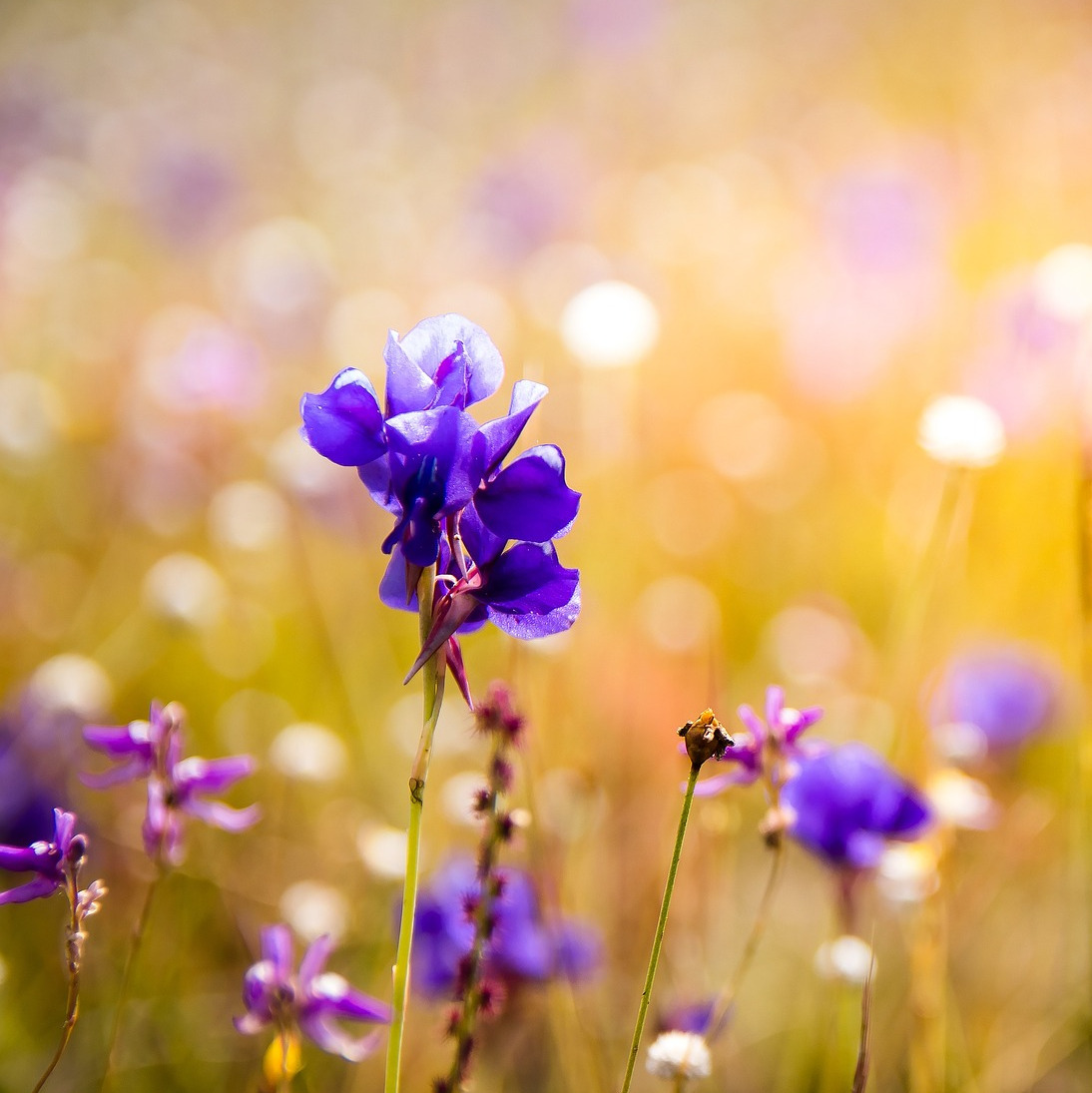 Photo d’Hortense BERDUCOU