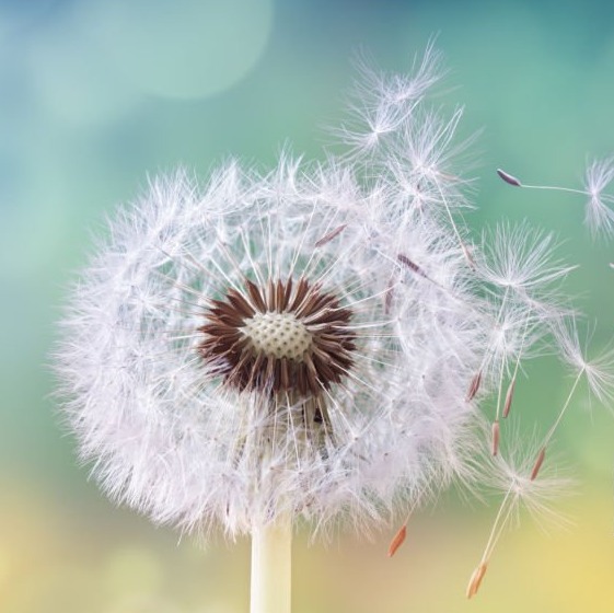 Photo de Maria ARBES dite "Marie"