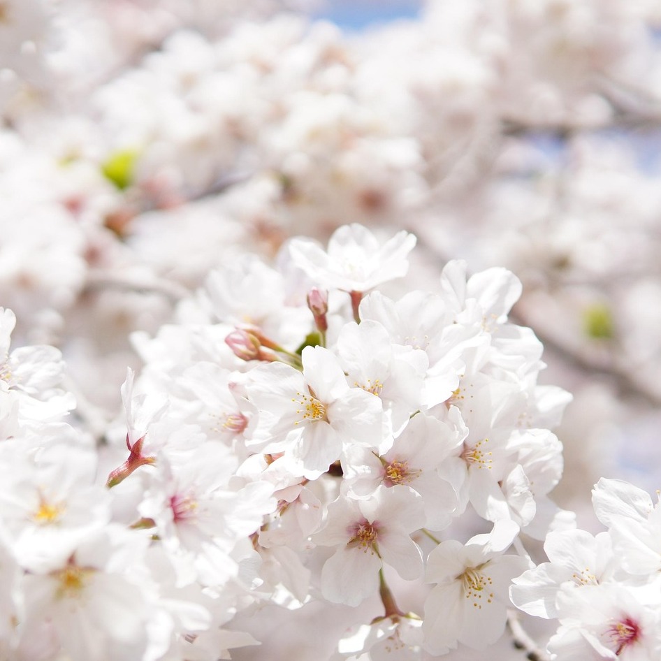 Photo de Josette DUMAS