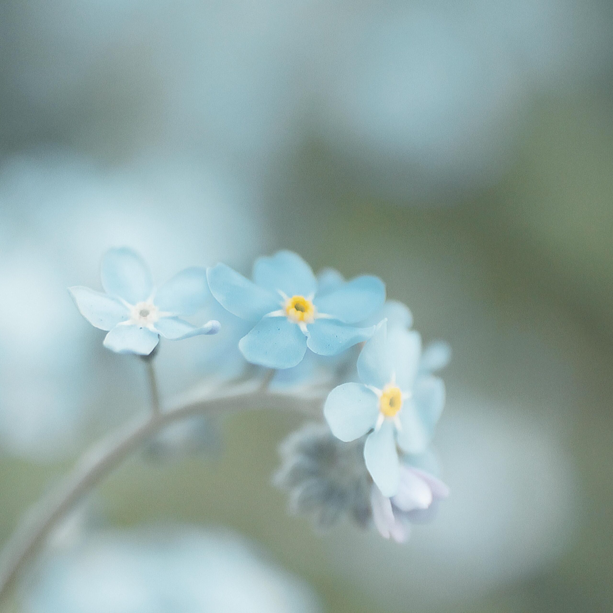 Photo de Monique BOUYSSOU