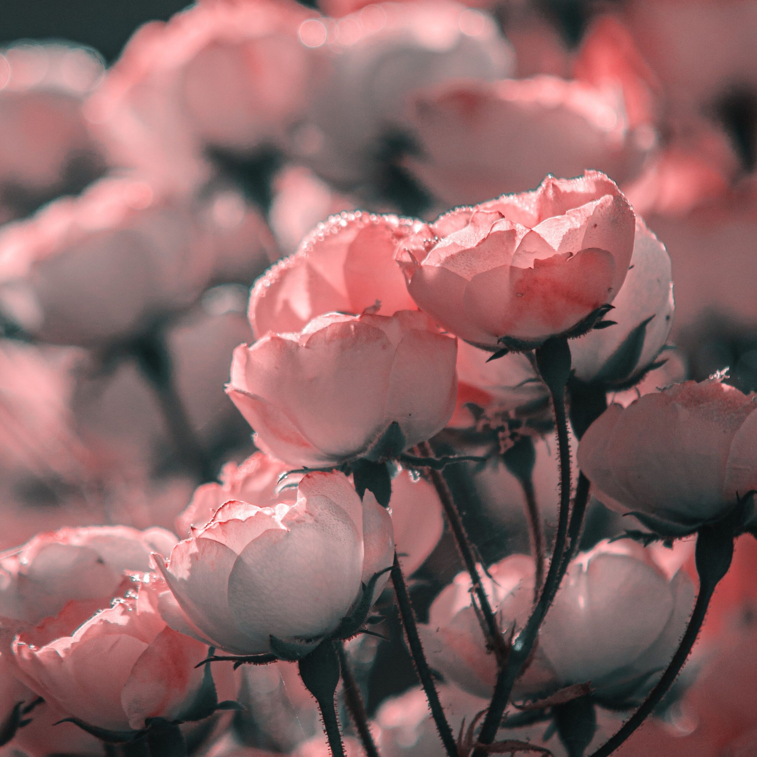 Photo de Rosa RUIZ