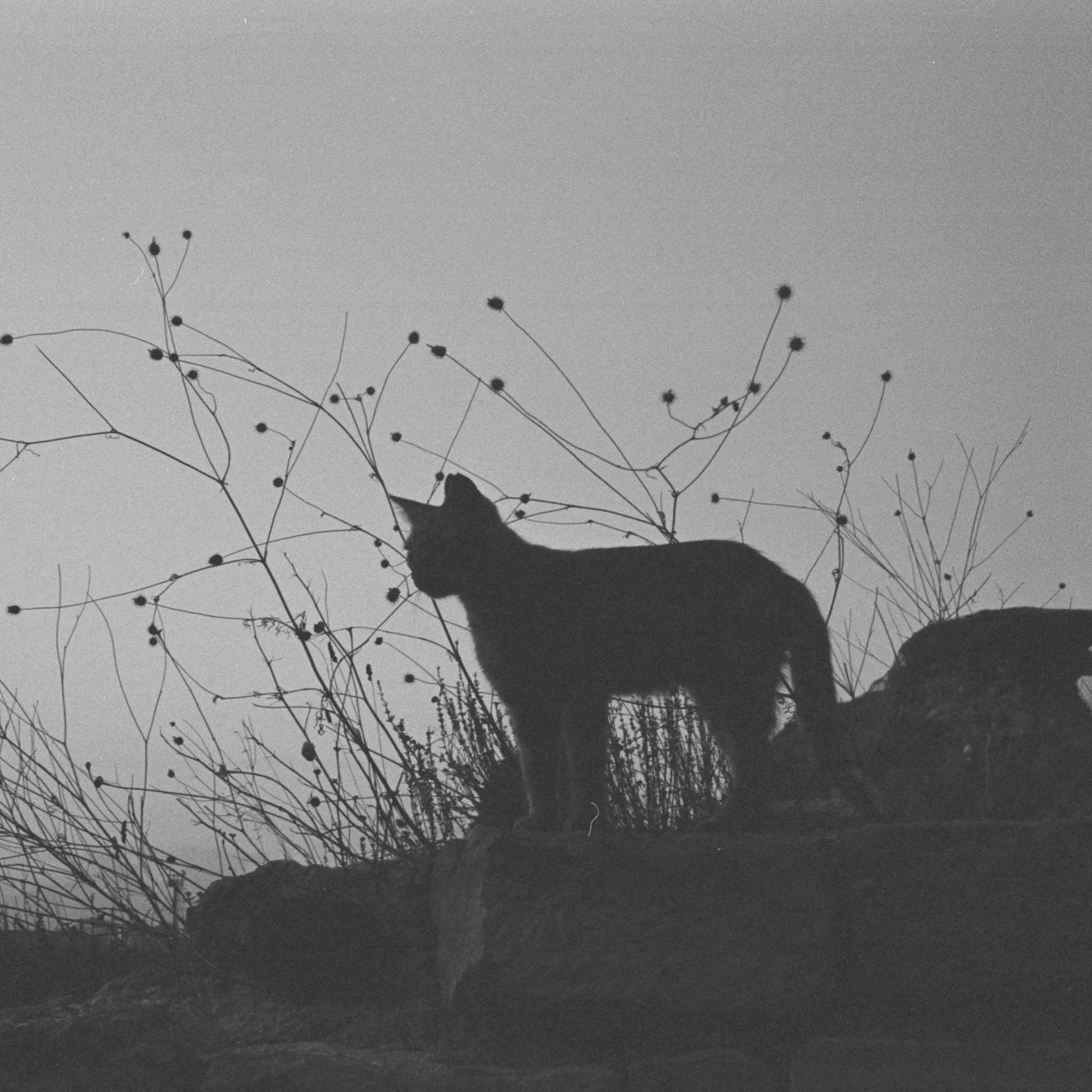 Photo d’Annie ESPOUNE
