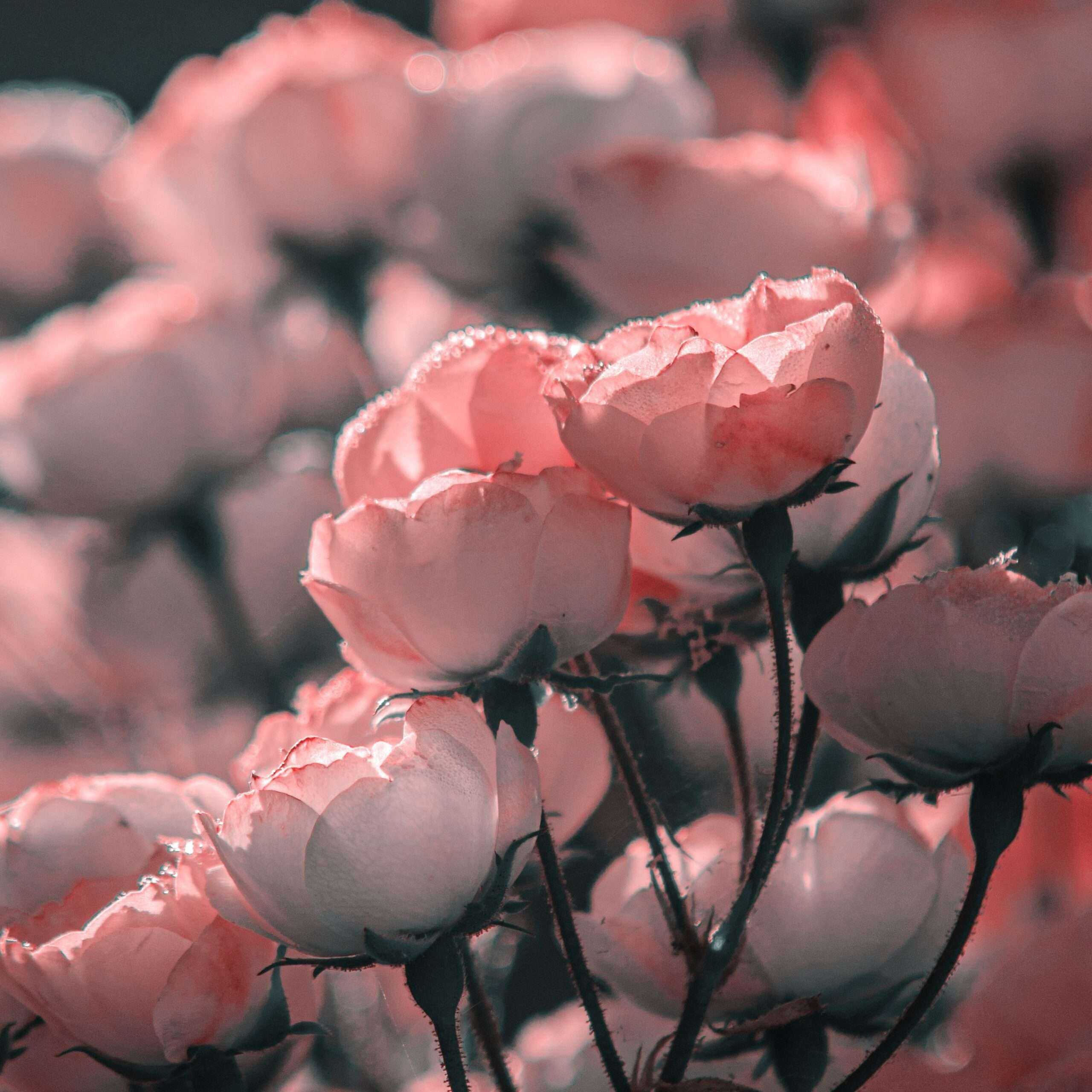 Photo de Marie VICTOR