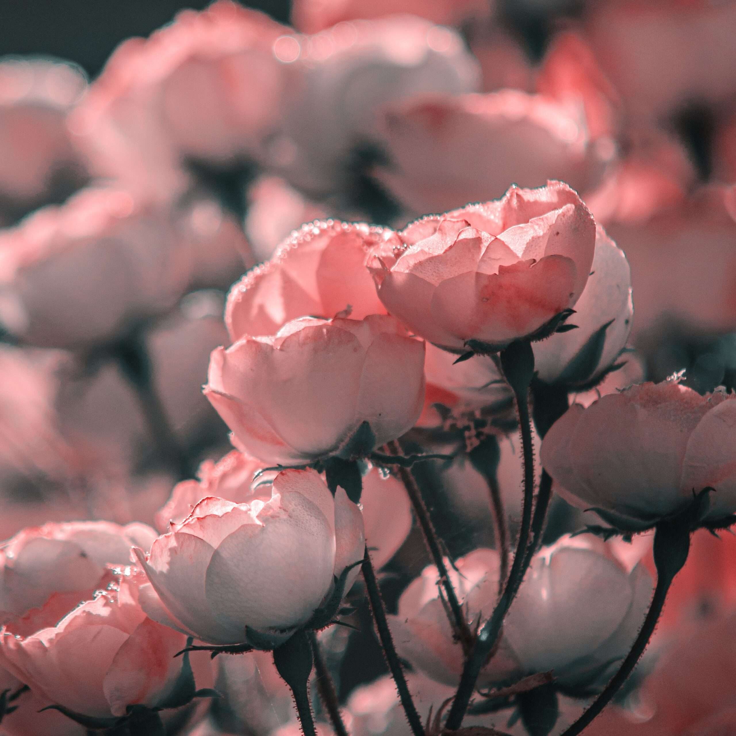Photo de Marie VICTOR