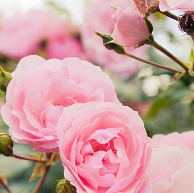 Photo de Marie Christine Louise Marie Antoinette TOPIN