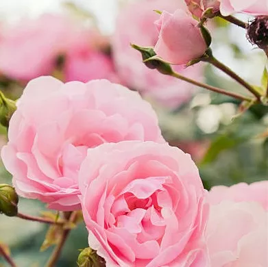 Photo de Marie Christine Louise Marie Antoinette TOPIN