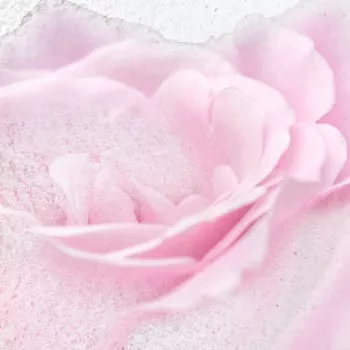 Photo de Marie BELLOCQ