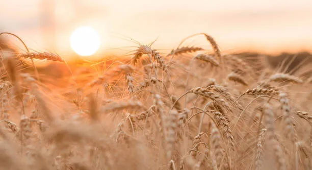 Champ de blé doré baigné par la lumière du soleil couchant.